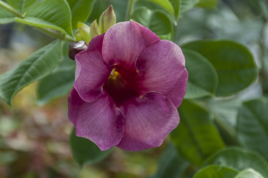 Flor rosa - Udaipur - India